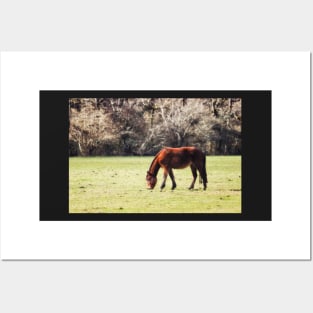 New Forest Pony Posters and Art